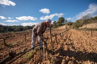 Agricultor en viñedo, imagen de archivo