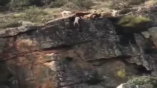 VdeoCaceresperrosdespeados