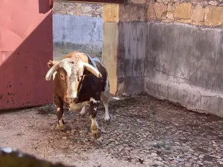 Quinto toro de Galache para Domingo López Chaves. Foto S24H