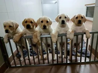 Perros labradores