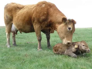 Una vaca y su ternero