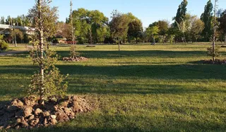 Encinas plantadas en Huerta Otea