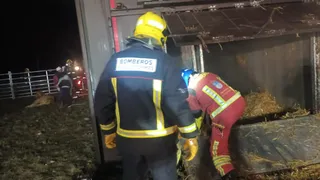 Vuelca un camión cargado de ganado en la SA-114 y deja varios animales muertos