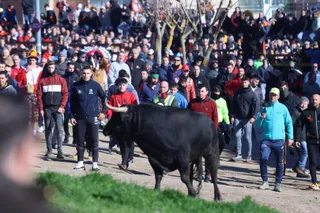 Toro del Antruejo 2026 en el Carnaval del Toro de Ciudad Rodrigo | Mateo G.J.