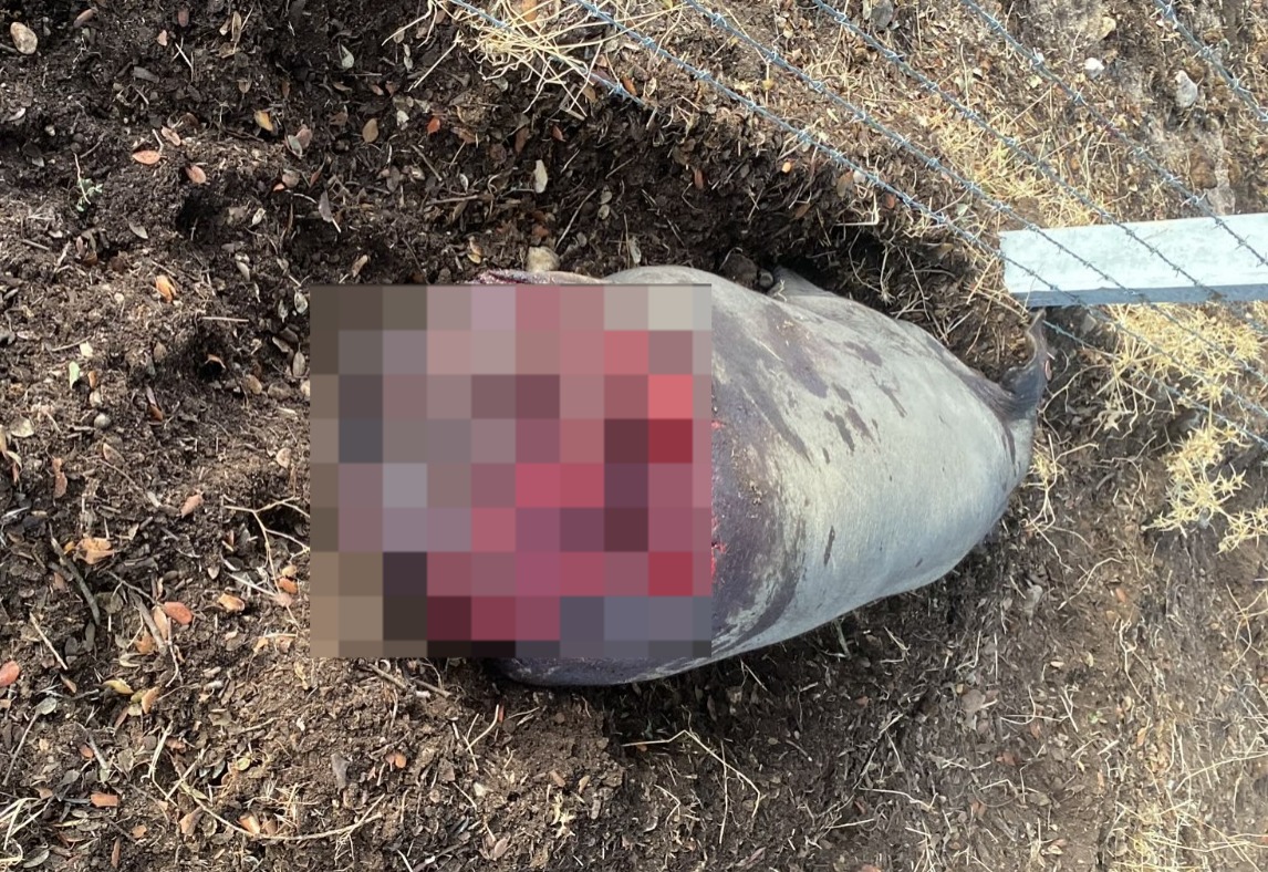 Cerdo Atacado Por El Lobo En Una Explotaci&oacute;n De Ledesma. Asaja Salamanca