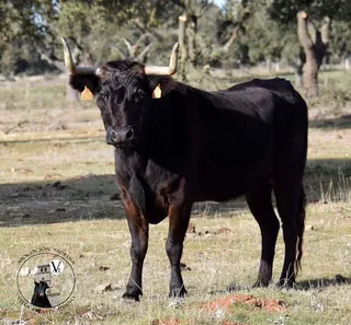 Novillo y vaca de cajón para Vitigudino