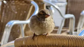 Pajaro, gorrión | Andrea Mateos