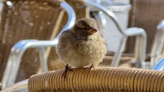 Pajaro, gorrión | Andrea Mateos