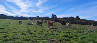 Vacas en el campo. Foto de archivo