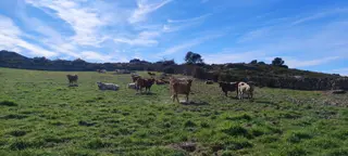 Vacas en el campo. Foto de archivo