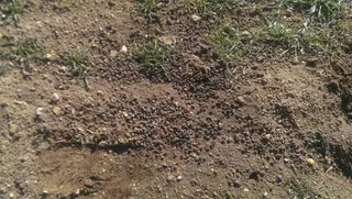 Asaja pide flexibilidad en el control de determinadas especies cinegéticas como el conejo y jabalí