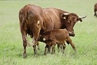 La Junta invierte más de 1 millón de euros para la adquisición de material para la identificación individual de los animales