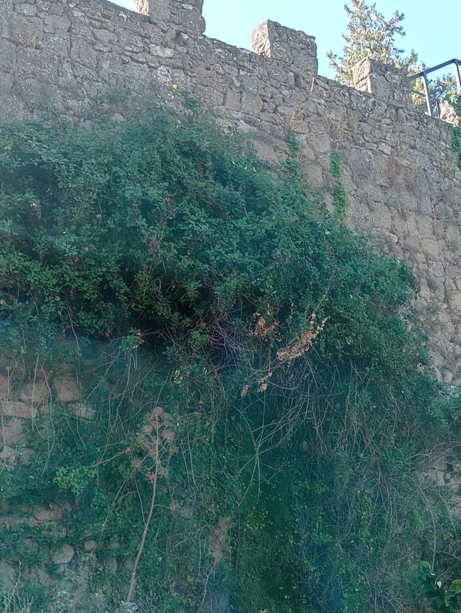 Vegetaci&oacute;n Acumulada En La Muralla De B&eacute;jar | FEVESA