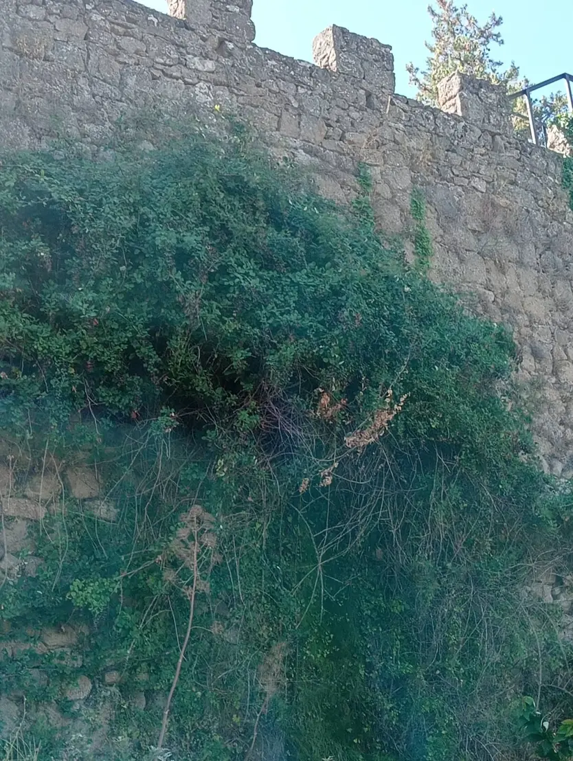 Vegetación Acumulada En La Muralla De Béjar | FEVESA