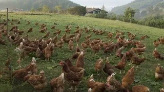 Las jaulas para animales podrían tener sus días contados en las granjas