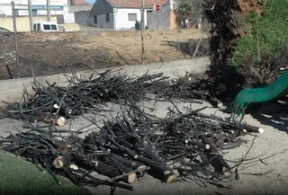 La brigada de jardines sustituye los arbustos dañados en el incendio del Parque del Pozuelo