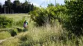 La Junta autoriza adelantar la recolección en seis comarcas agrarias de Salamanca