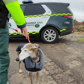 La Guardia Civil salva a un galgo perdido en la A-62 | Guardia Civil