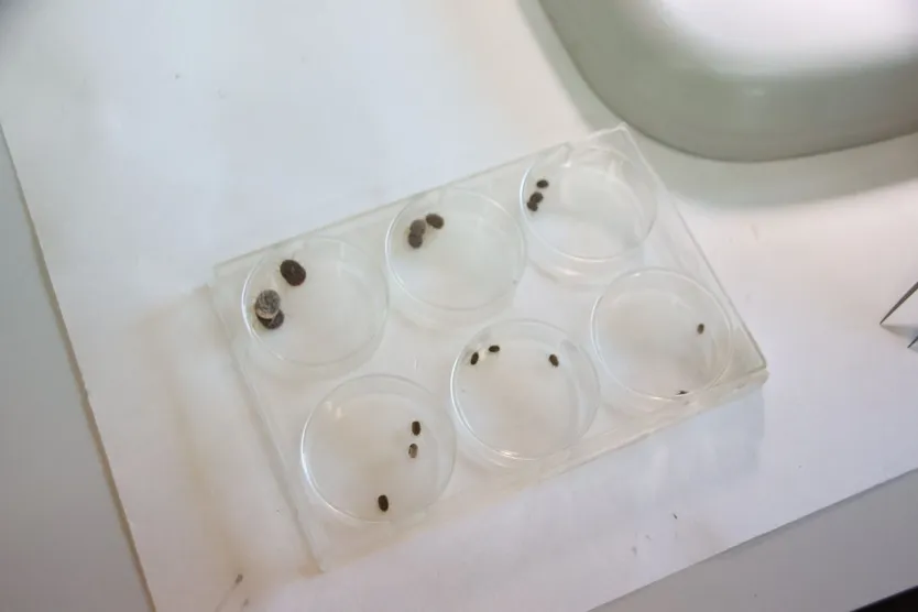Muestras de ‘Ornithodoros erraticus’ y la ‘Ornithodoros moubata’ en el laboratorio del IRNASA