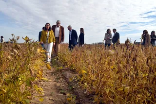 La soja como cultivo alternativo para el regadío y de interés para la industria transformadora de Castilla y León y que se planta en Salamanca | Foto: Miguel Navarro (ICAL)