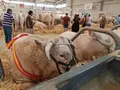 Vacuno en la nave de Salamaq. 