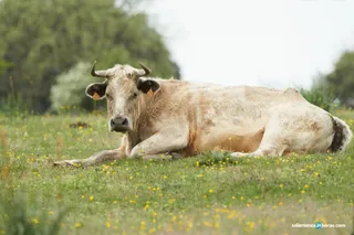 Vacuno carne abril vitigudino (1)