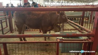 Mercado
