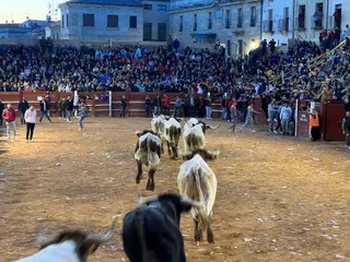 Encierro de los mansos del Carnaval del Toro de Ciudad Rodrigo tras el Campanazo