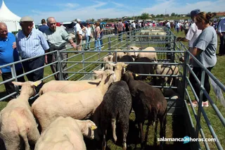 Feria Ganadera de Lumbrales (61)