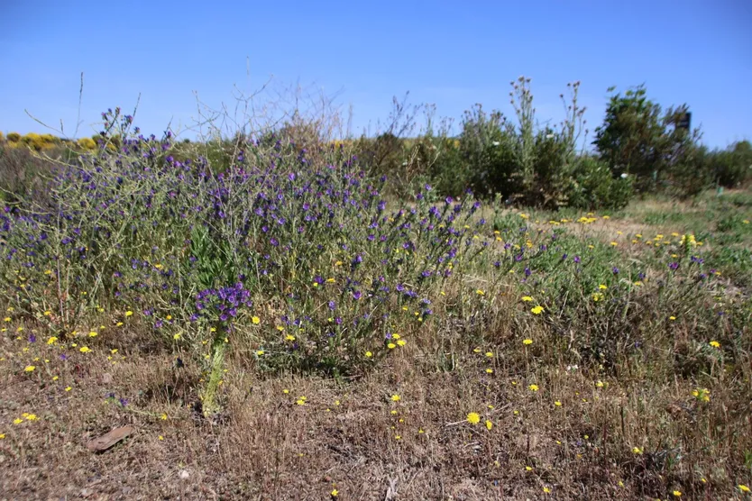 Especies de plantas en la zona del Marín que contribuyen al refugio de diferentes aves