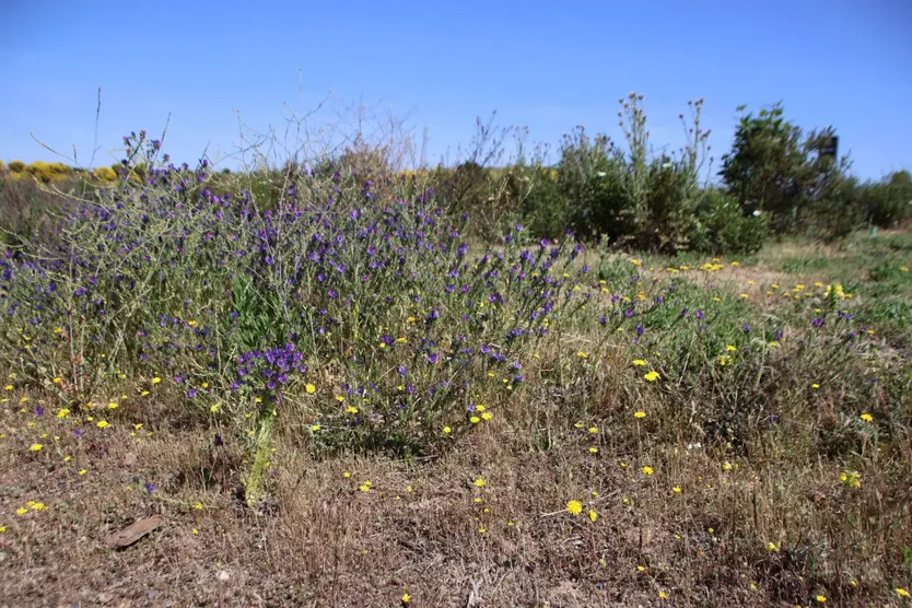 Especies de plantas en la zona del Marín que contribuyen al refugio de diferentes aves