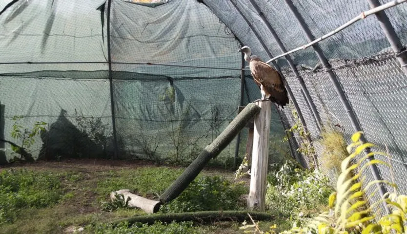 Centro de recepción de fauna silvestre, las dunas