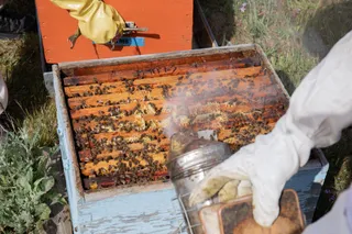 Abejas | EUROPA PRESS