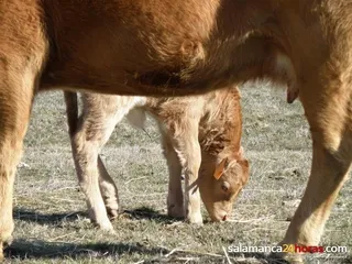 Ganadería extensiva. Archivo