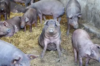 Granja de cerdos ibéricos (7)