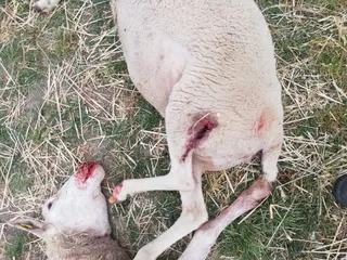 Oveja ataque lobos (2)
