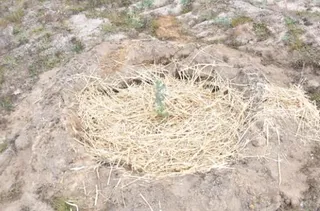 Plantón de encina en Campanarios de Azaba
