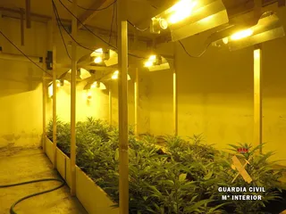 PLANTA