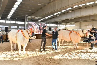 Campeonas de la raza charolesa