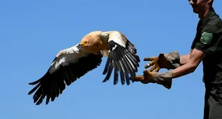 Puesta en libertad de un ejemplar de alimoche ingresado en el CRAS de Villaralbo (Zamora) | Foto @naturalezacyl
