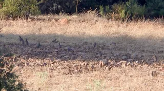 Bando de perdices en el campo | Observatorio Cinegético