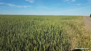 Parcela de cereales