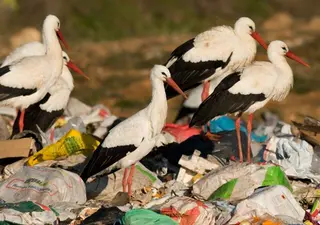 Cigüeñas alimentándose en un vertedero | SEO/BIRDLIFE