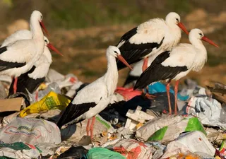 Cigüeñas alimentándose en un vertedero | SEO/BIRDLIFE