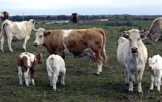 Vacas