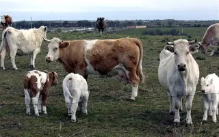 Vacas