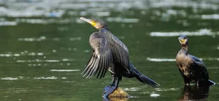Cormoranes | SEO BIRDLIFE