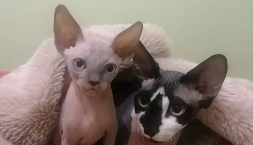 Sphynx (1)