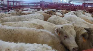 Ligeras subidas del bovino, que anima una Lonja sin apenas cambios de tendencia