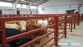 Mercado vacuno
